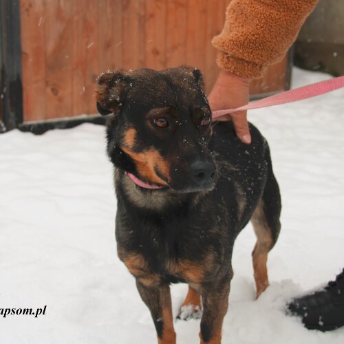 Felek - młody chłopak