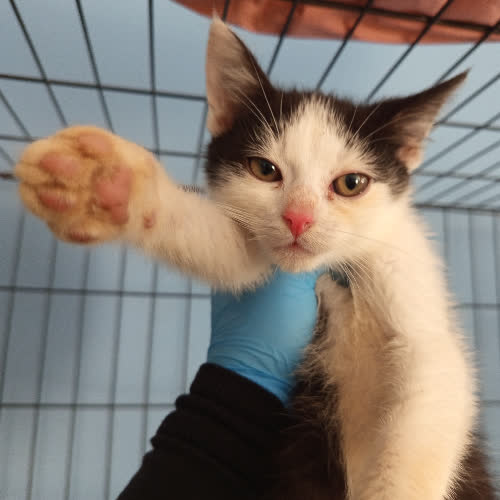 Koty ze schroniska do adopcji Justin