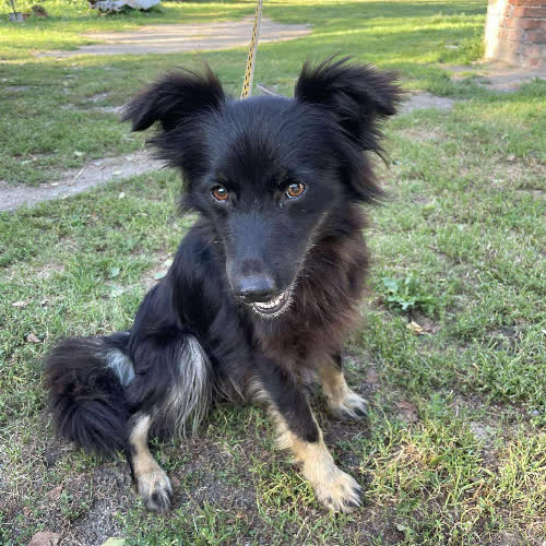 Psy ze schroniska do adopcji Żora 