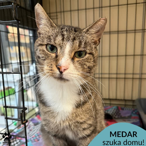 Koty ze schroniska do adopcji Medar
