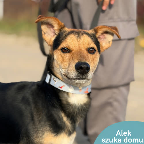 Psy ze schroniska do adopcji Alek
