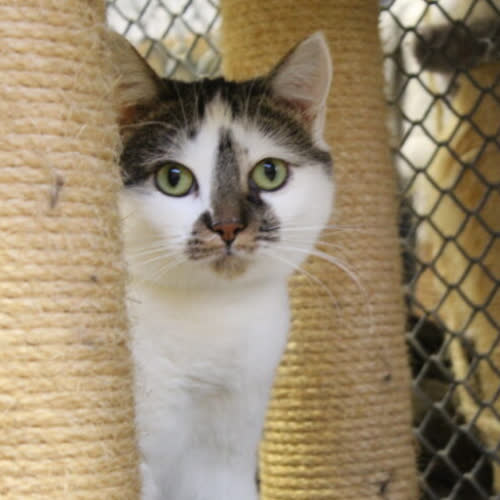 Koty ze schroniska do adopcji Arielka