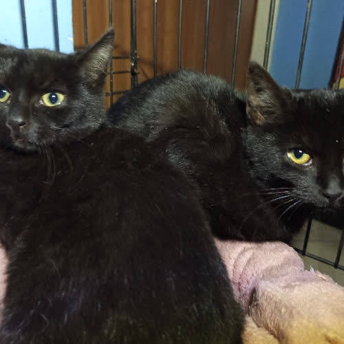 Koty ze schroniska do adopcji Skrzek i Pełnia 