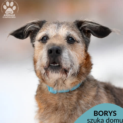 Borys