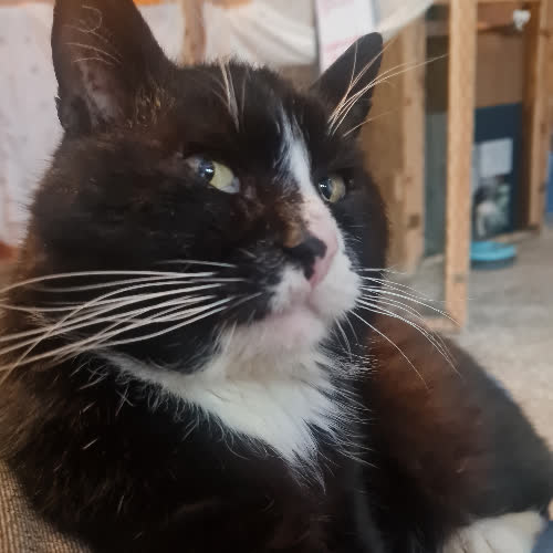 Koty ze schroniska do adopcji Klemens