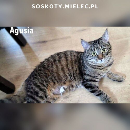 Koty ze schroniska do adopcji Agusia