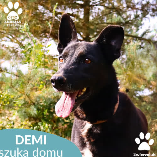 Psy ze schroniska do adopcji Demi
