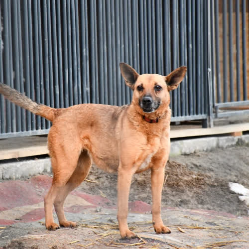 Psy ze schroniska do adopcji Vivien