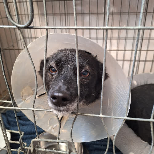 Psy ze schroniska do adopcji Lina