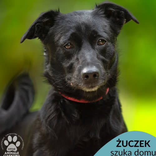 Żuczek