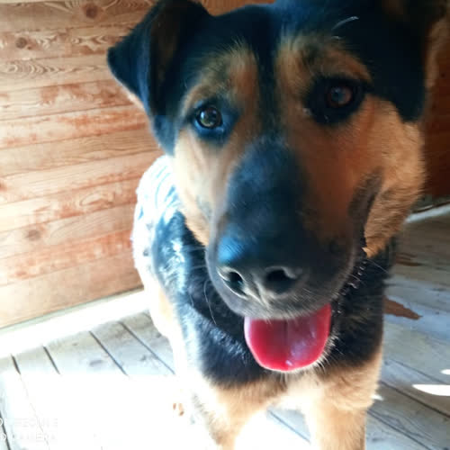 Psy ze schroniska do adopcji Hugo