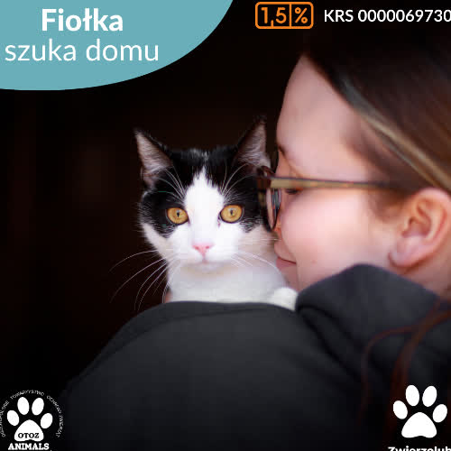 Fiołka