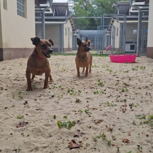 Psy ze schroniska do adopcji Jaś i Antoś