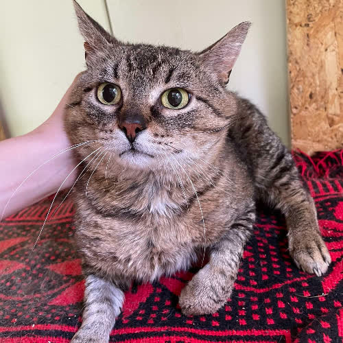 Koty ze schroniska do adopcji Lord Dymek