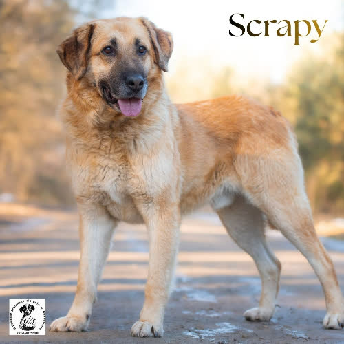 Psy ze schroniska do adopcji Stabilny SCRAPY 