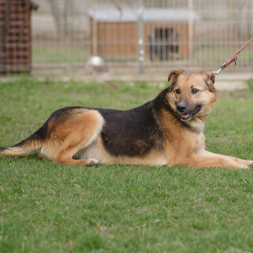 Psy ze schroniska do adopcji Zosia 