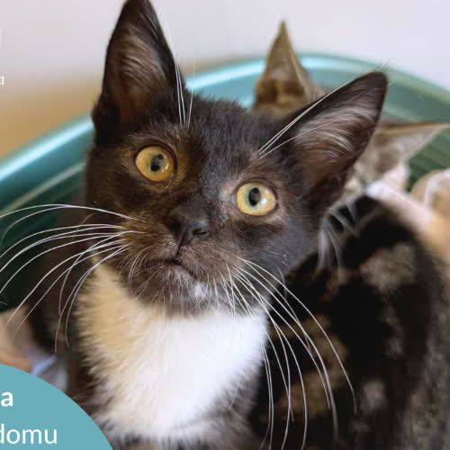 Koty ze schroniska do adopcji Zoja