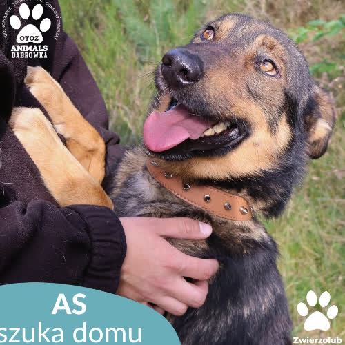 Psy ze schroniska do adopcji As