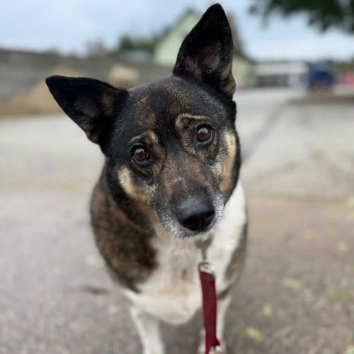 Psy ze schroniska do adopcji Oksa