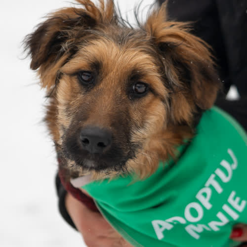 Psy ze schroniska do adopcji Szczeniak suczka