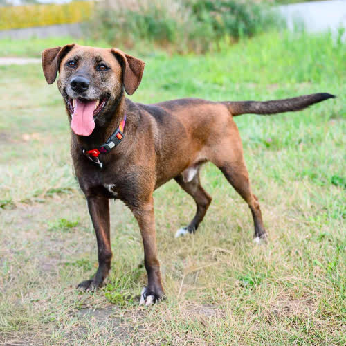 Psy ze schroniska do adopcji Bruno