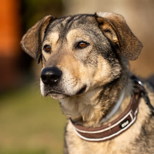 Psy ze schroniska do adopcji Samba