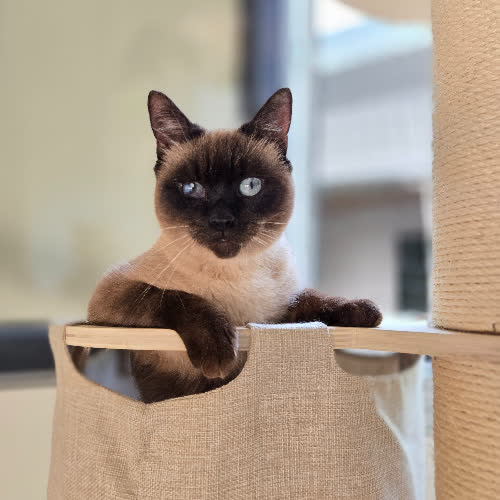 Koty ze schroniska do adopcji MILUSIA