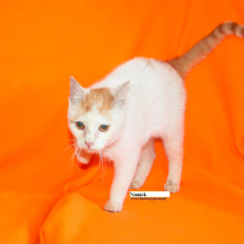 Koty ze schroniska do adopcji Niuniek
