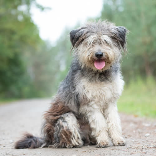 Psy ze schroniska do adopcji Maffy