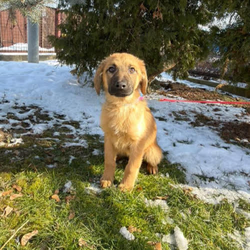 Psy ze schroniska do adopcji Cekin 