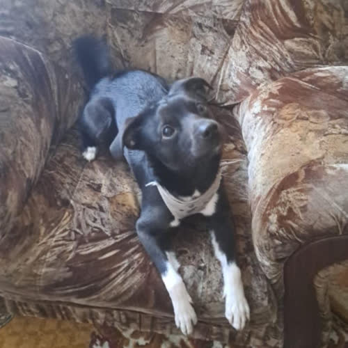 Psy ze schroniska do adopcji Bruno