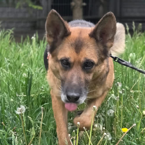 Psy ze schroniska do adopcji Owczarek Laska 