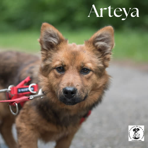 Arteya