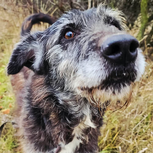 Psy ze schroniska do adopcji Neron