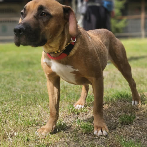 Kalina mix Amstaff