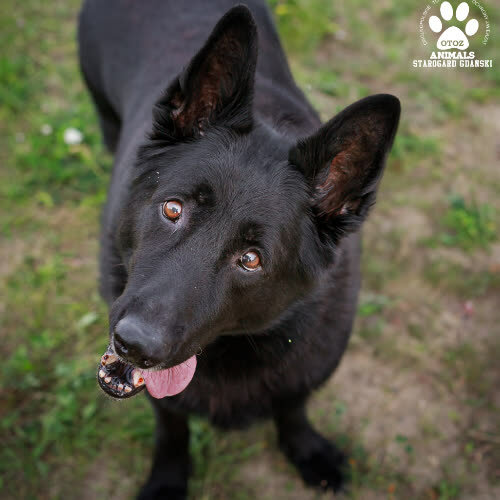 Psy ze schroniska do adopcji Brutus