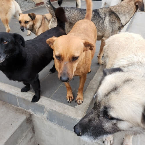 Psy ze schroniska do adopcji 