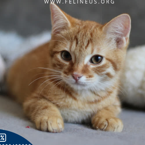 Koty ze schroniska do adopcji Riko