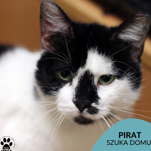 Koty ze schroniska do adopcji Pirat