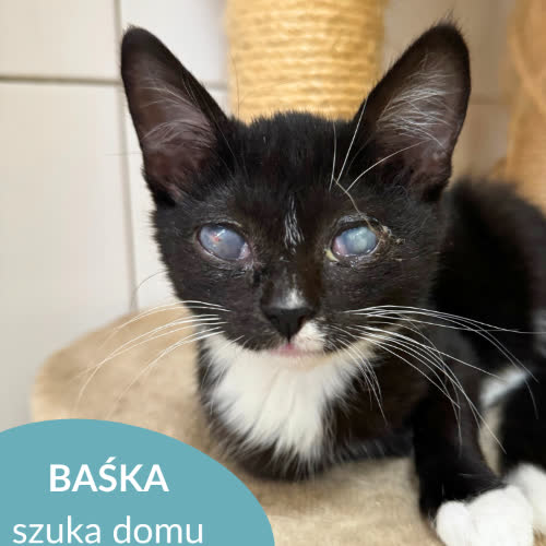 Koty ze schroniska do adopcji Baśka