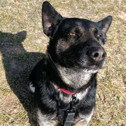 Psy ze schroniska do adopcji Kora