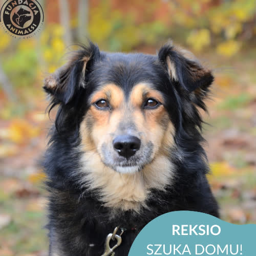 Psy ze schroniska do adopcji REKSIO