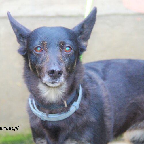 Fifi - kanapowa sunia