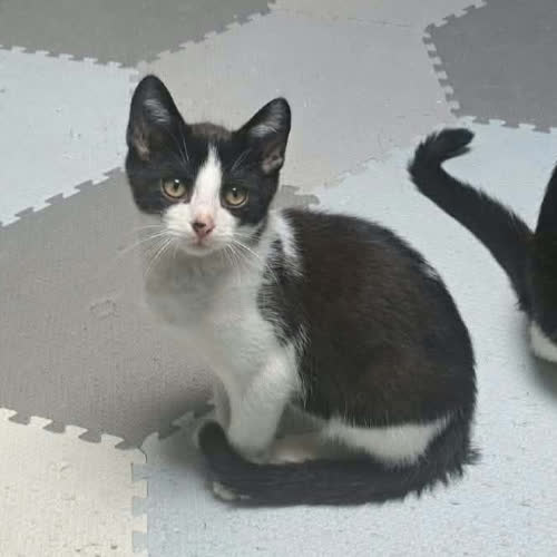 Koty ze schroniska do adopcji Lumo
