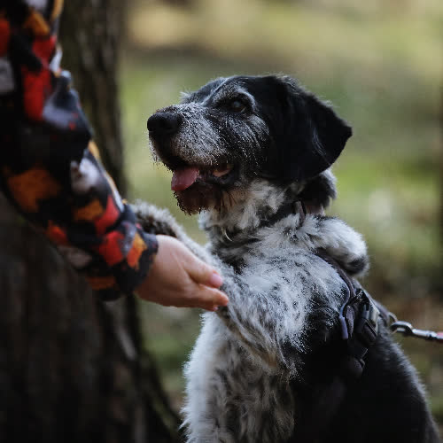 Psy ze schroniska do adopcji Szagi