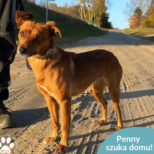 Psy ze schroniska do adopcji Penny