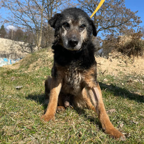 Psy ze schroniska do adopcji Elvis