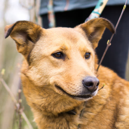 Psy ze schroniska do adopcji Lara