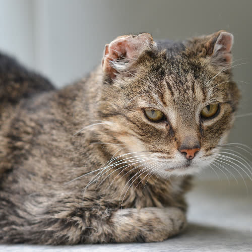 Koty ze schroniska do adopcji Sylwia