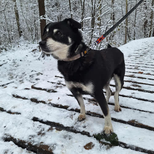 Psy ze schroniska do adopcji Ciastek